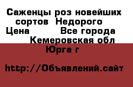 Саженцы роз новейших сортов. Недорого. › Цена ­ 350 - Все города  »    . Кемеровская обл.,Юрга г.